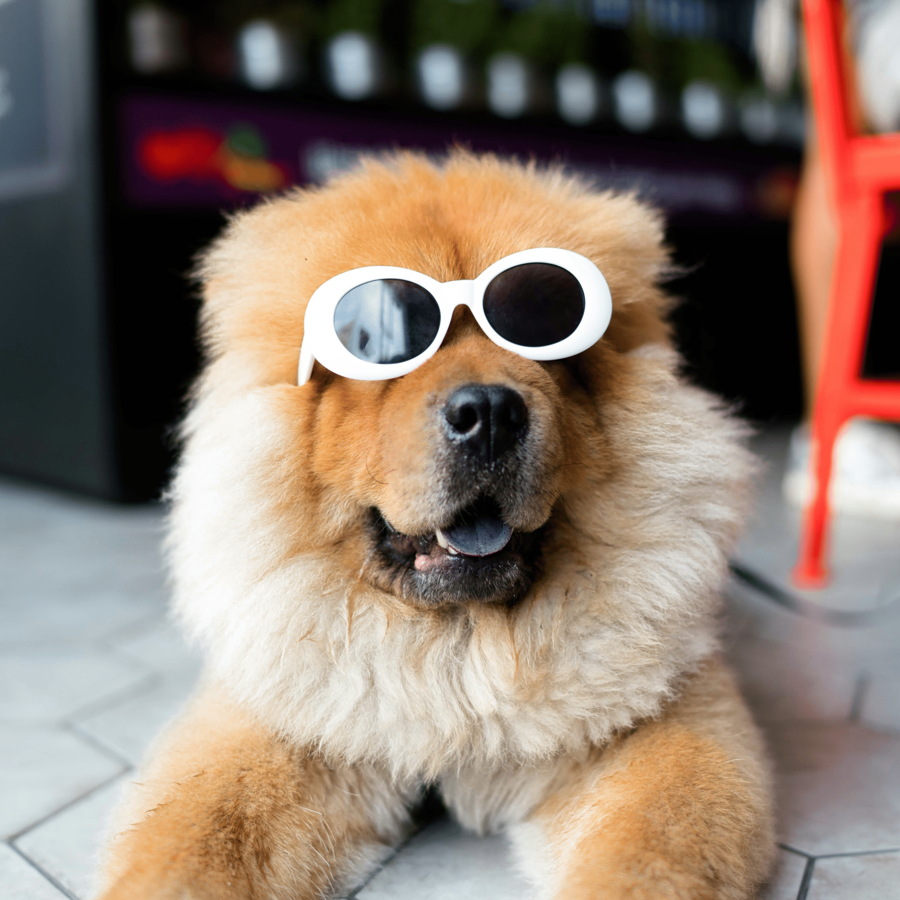a dog wearing sunglasses<br />
NGWork Academy